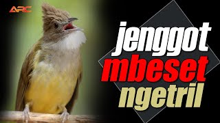 Download lagu MASTERAN CUCAK JENGGOT GACOR BESETAN TAJEM AUDIO JERNIH mp3