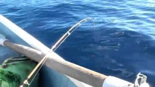 誠いち丸 真鶴 福浦 の釣り物やアクセスの情報