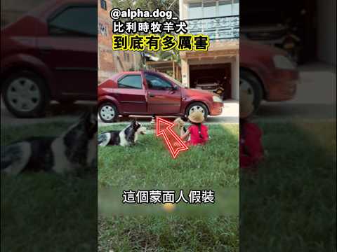 小女孩要被綁架了，狗狗會怎麼做？