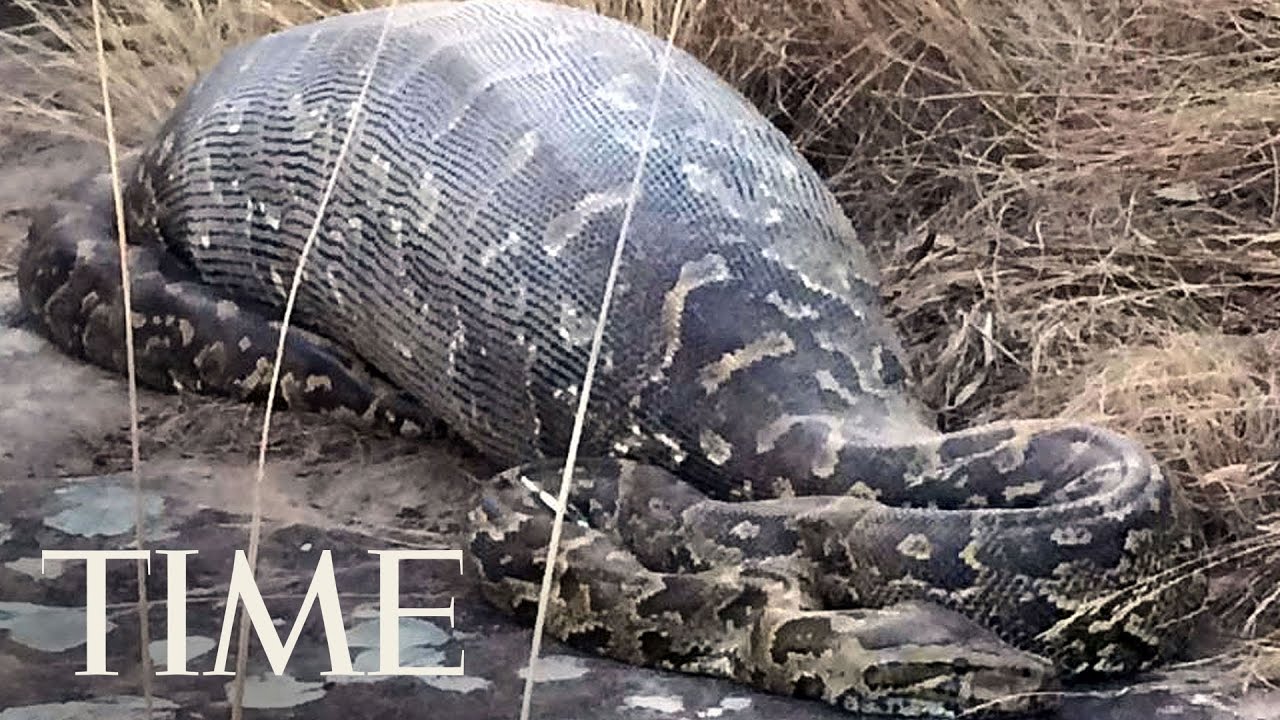 Missing Indonesian Man Found Dead Inside A 23-Ft. Python | TIME