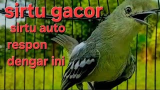 Download lagu #sirtu #pasti #respon #dengar #suara #iniiii.    #suara sirtu naikin mental semua sirtu 100% ampuh mp3