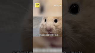 [問卦] 只有我覺得孫生很像動物嗎??