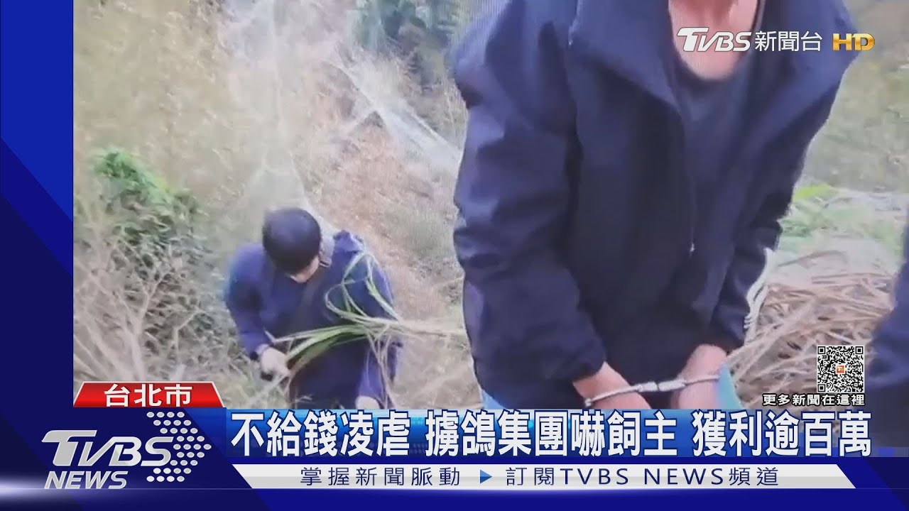 不給錢凌虐!擄鴿集團嚇飼主 獲利逾百萬