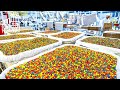 Ever Wondered How M&M's Are Made?! Join us on this FanTECHstic Factory Tour!