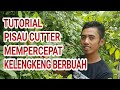 Cara kelengkeng cepat berbuah lebat