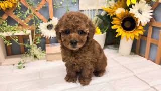 トイプードルの動画01