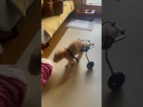 19歳のトイプードル ロマネ君が犬用車椅子で歩行練習【シニア犬・歩行補助実例】