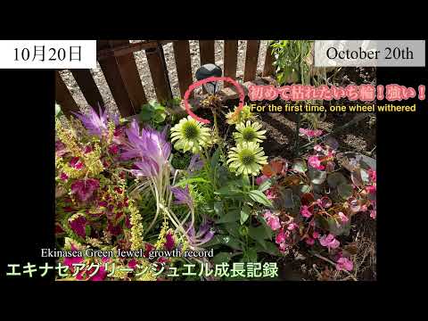 クチナシの越冬方法は？魅惑的な花を霜から守るにはどうすればよいですか？  庭園