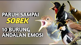 Download lagu 10 JENIS BURUNG YANG MEMILIKI SUARA KERAS DAN LANTANG mp3 Download lagu 10 JENIS BURUNG YANG MEMILIKI SUARA KERAS DAN LANTANG mp3