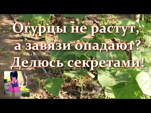 , title : 'Огурцы желтеют и не растут. Почему завязи опадают. Всегда так делаю. Будете собирать огурцы ведрами'