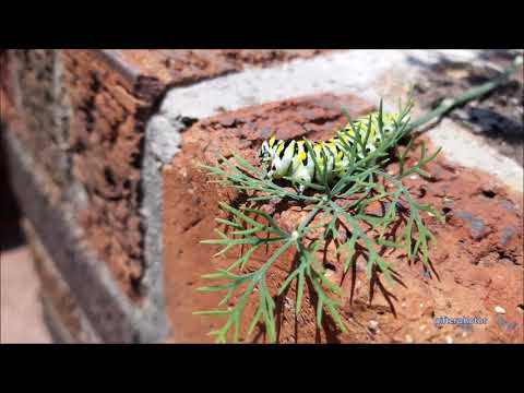 Tomato Hornworm Devouring Dill Weed