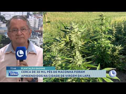 Plantação enorme: Cerca de 30 mil pés de maconha são apreendidos na cidade de Virgem da Lapa.