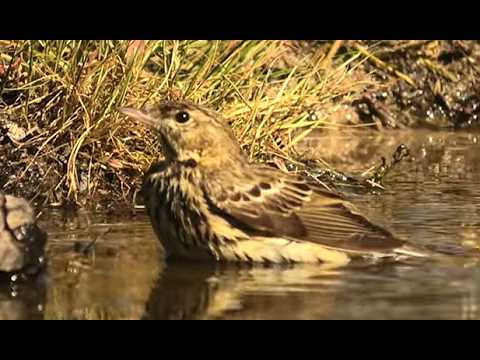 BISBITA COMÚN | MEADOW PIPIT | Anthus pratensis