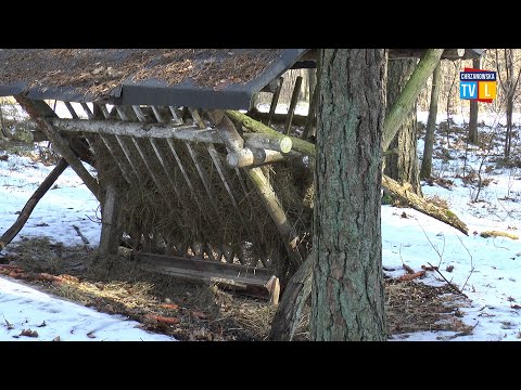 Zimowe dokarmianie dzikich zwierząt