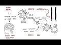 Rett Syndrome