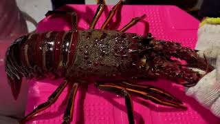 BADA.TV 바다티비