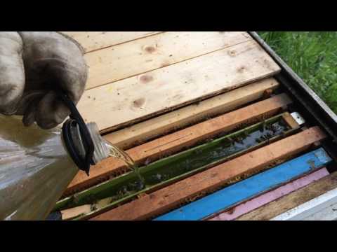 La albini - Cladova și Odvoș - Arad