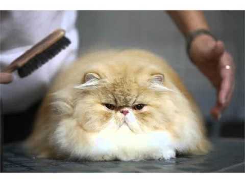 Dwarf cat domestic cat bulging eyes and short stubby legs cats