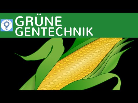Grüne Gentechnik - Transgene Pflanzen & Transgene Tiere einfach erklärt & Beispiele | Gentechnologie