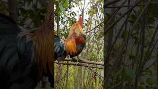 Download lagu lau qaib qua zoo kawg nawb mp3 Download lagu lau qaib qua zoo kawg nawb mp3