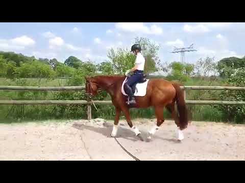 Blutgeprägte Stute von Zack