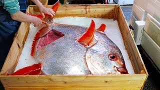 Japanese Street Food - GIANT SUNFISH Mola Mola Tokyo Japan
