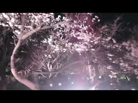 足立区ドローン動画「大谷田公園（梅園）の梅 2022」