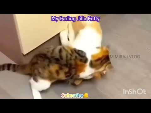 # home dark and cat fun videos # cook with Komali episode6#😂#comedyfilms #comedyfilms #comedyfilms #