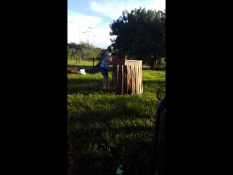 Felinos em ação.....