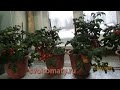 Комнатные томаты Выращивание томатов зимой 