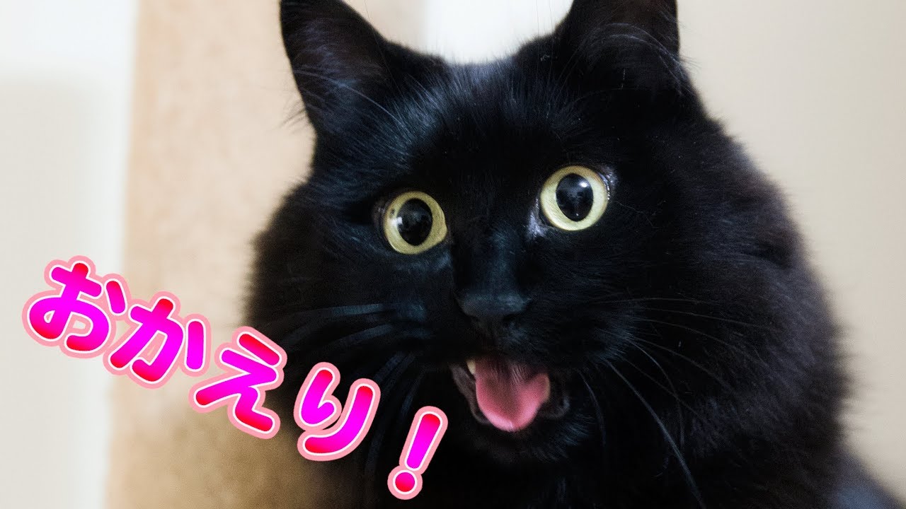 Download しゃべる猫 しおちゃんの一生懸命なおしゃべりが可愛すぎ Daily Movies Hub Download しゃべる猫 しおちゃんの一生懸命なおしゃべりが可愛すぎ Daily Movies Hub