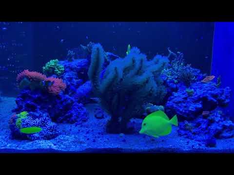 Halichoeres chrysus going to bed - Halichoeres chrysus geht schlafen