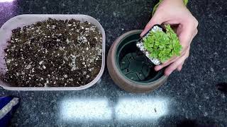 Potting up a Mystery Succulent