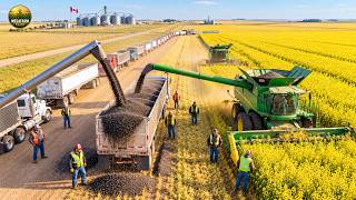 How Canadian Farmers Harvest a Record 21.8 Million Tons of Canola Across the Vas