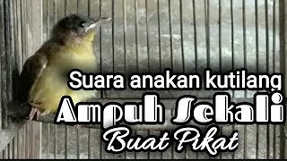 Download lagu suara anakan burung kutilang memanggil induknya cocok buat pikat mp3 Download lagu suara anakan burung kutilang memanggil induknya cocok buat pikat mp3