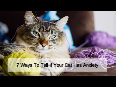 YouTube video about: Does my cat have anxiety quiz?