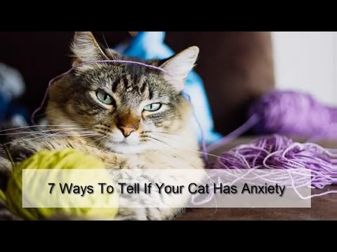 7 Ways To Tell If Your Cat Has Anxiety