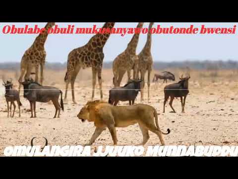 obulabe obuli mukusanyawo obutonde bw'ensi - Omulangira Jjuuko Munnabuddu