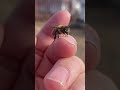 CUTEST Bee EVER!!!