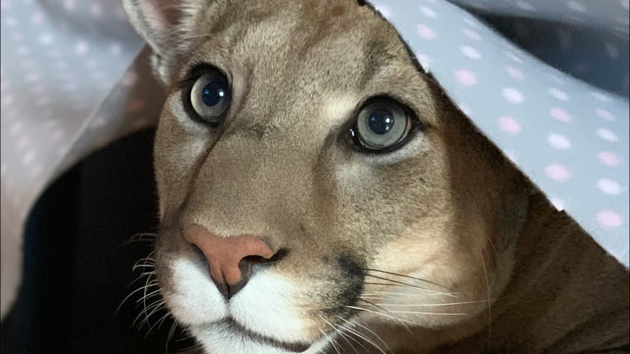 Пума Месси нашёл МЫШЬ в доме! | Кот показал что он отличный охотник!