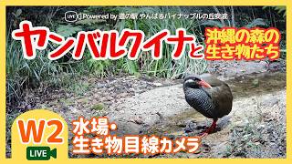 【W2】水場・生き物目線カメラ｜沖縄やんばる生き物LIVE live webcam