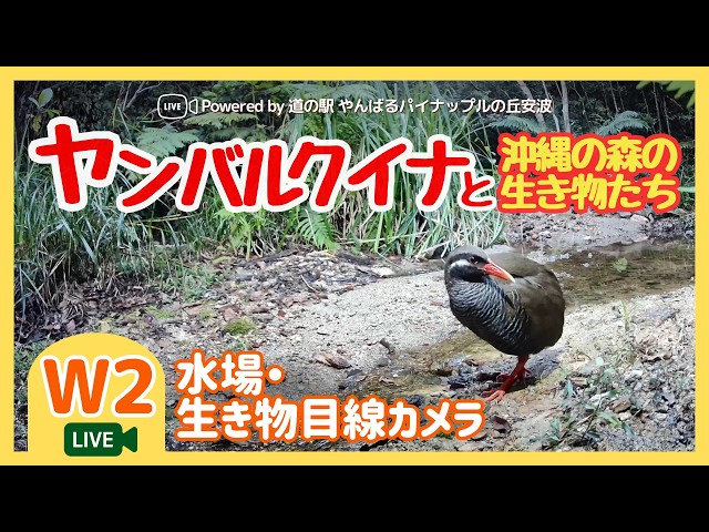 ヤンバルクイナと沖縄の生き物 水場・生き物目線カメラ