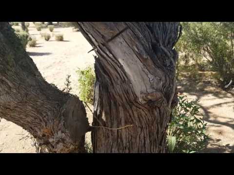 download lagu mp3 mp4 Ironwood Tree, download lagu Ironwood Tree gratis, unduh video klip Ironwood Tree