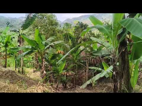 FINCA AGRICOLA VIANI (CUNDINAMARCA) # 2