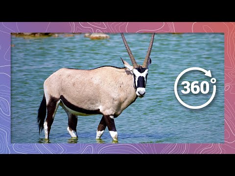 Gemsbok (Oryx) Claims Their Watering Hole | Wildlife in 360 VR