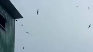 Download lagu SP Walet Lintas Negara mantap Responnya mp3 Download lagu SP Walet Lintas Negara mantap Responnya mp3