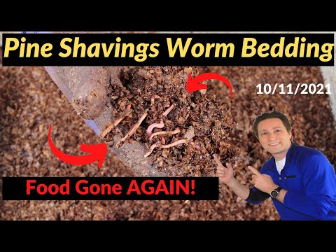 Pine Shavings Worm Bin - Worms consumed all food again! 10/11/2021