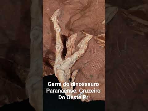 Garra do 1° Dinossauro Paranaense encontrado em Cruzeiro do Oeste Pr  #jurassicworld #dinossauro