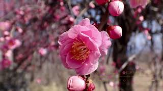 Download lagu 花と音楽🌸♫ メリーウイッドワルツ　レハール🇭🇺 mp3