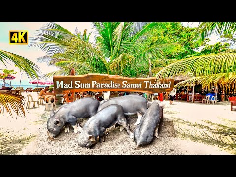 , title : 'Thailand Koh Samui Half-day Trip: Watching Dolphins, Snorkeling, the Pig Island (Mad Sum Island)'